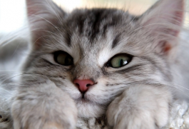 养猫却又讨厌猫毛